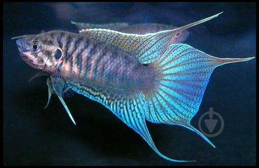 Рыбка Макропод 4-5 см - фото 4