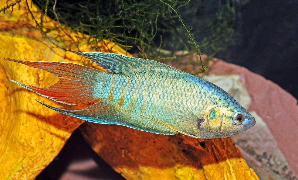 Рыбка Макропод 4-5 см - фото 6