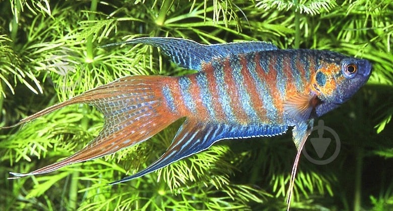 Рыбка Макропод 4-5 см - фото 10