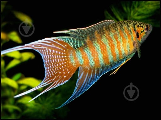 Рыбка Макропод 4-5 см - фото 3