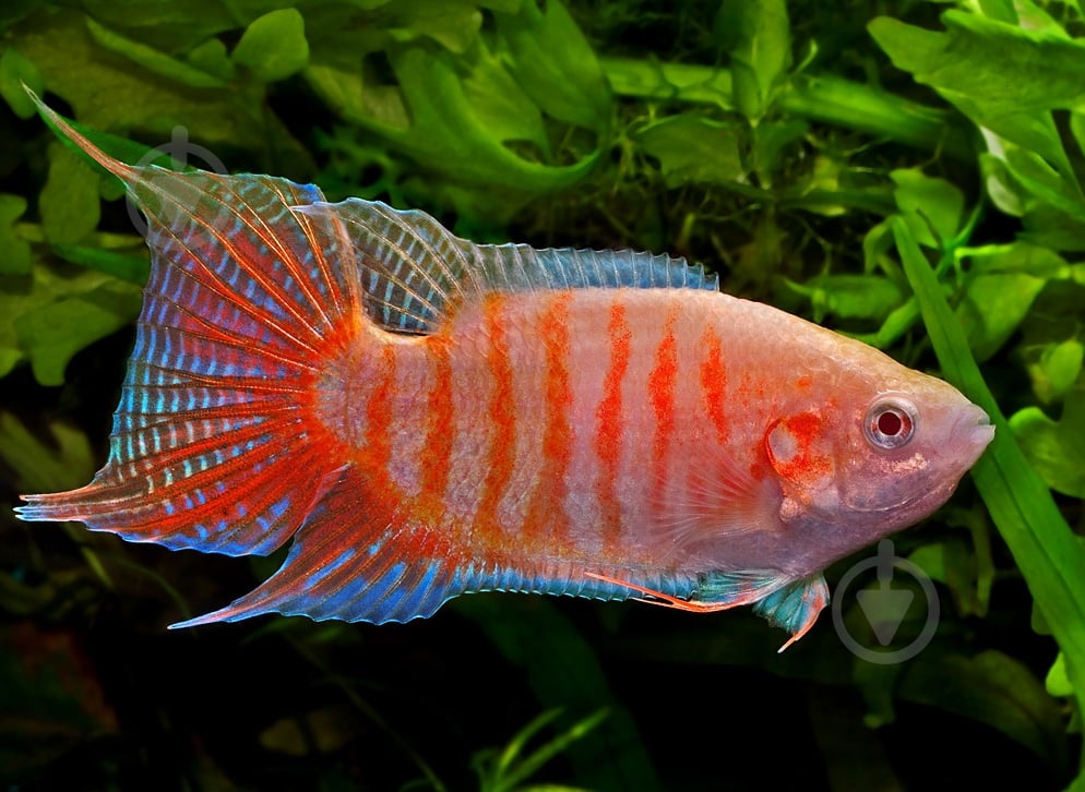 Рыбка Макропод 4-5 см - фото 1