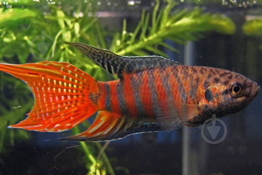 Рыбка Макропод 4-5 см - фото 7