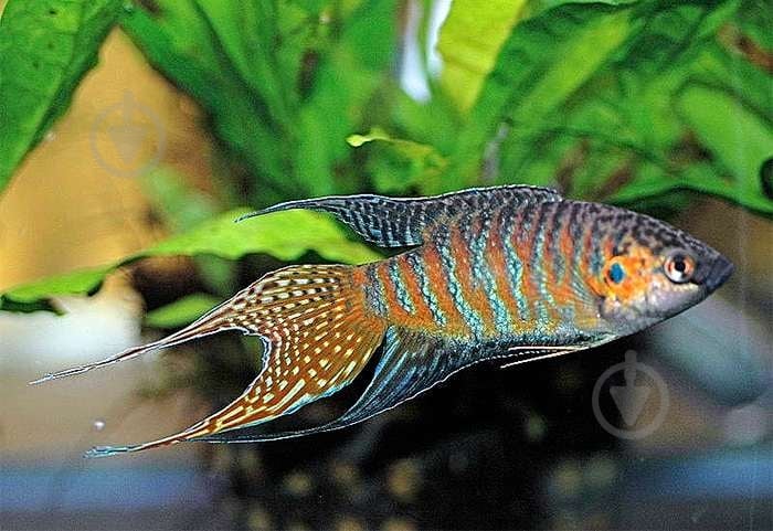 Рыбка Макропод 4-5 см - фото 11