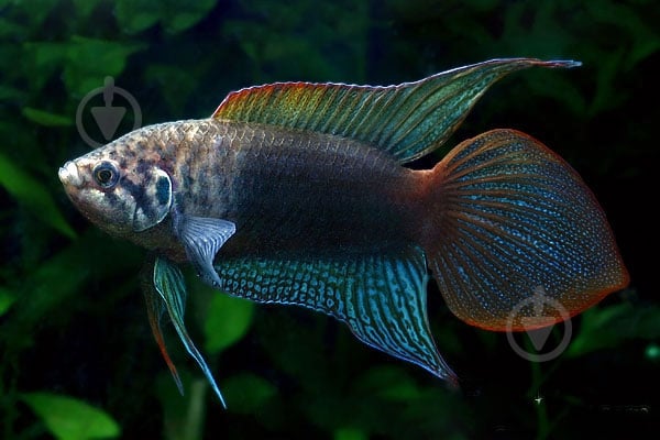 Рыбка Макропод 4-5 см - фото 5