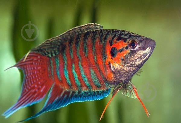 Рыбка Макропод 4-5 см - фото 8