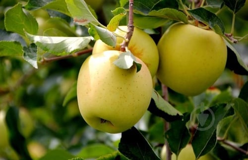 Яблоки Голден Делишес - фото 3