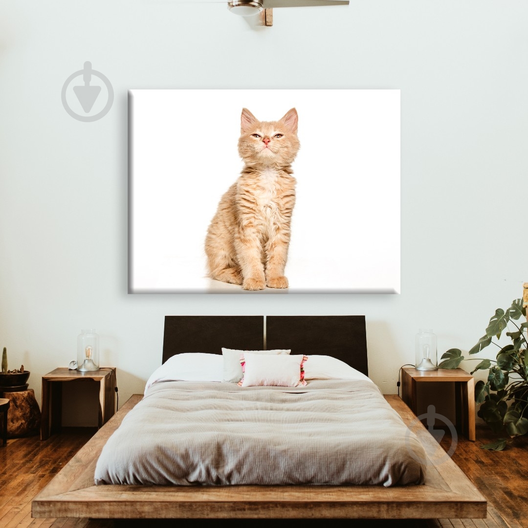 Постер Suspicious cat 50x65 см Brushme - фото 2 Постер Suspicious cat 50x65 см Brushme - фото 2