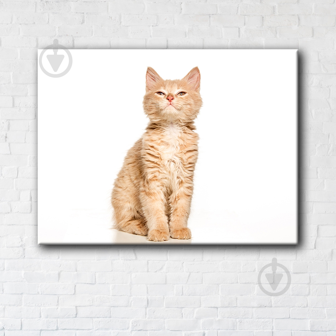 Постер Suspicious cat 50x65 см Brushme - фото 1 Постер Suspicious cat 50x65 см Brushme - фото 1