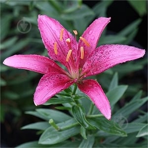 Луковица Яскрава Лилия Tiny Spider 1 шт. - фото 1 Луковица Яскрава Лилия Tiny Spider 1 шт. - фото 1