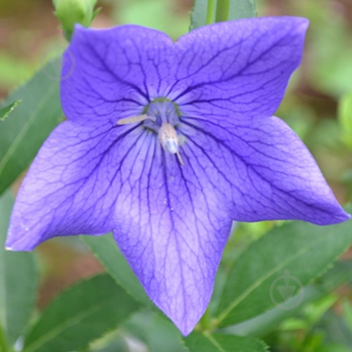 Корневище Яскрава Платикодон Mariesii 1 шт. - фото 1