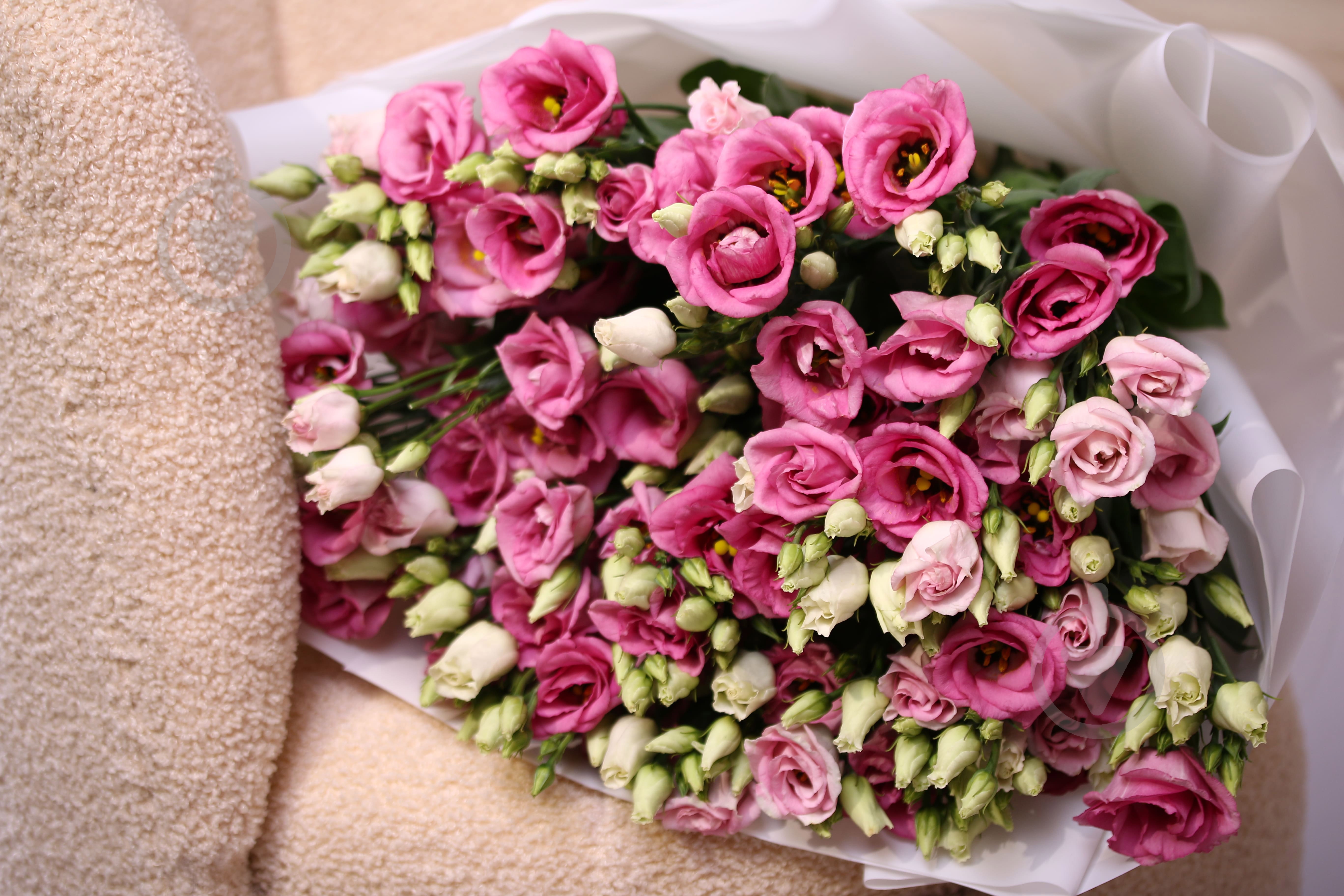 Эустома Rosita Pink розовая (Нидерланды) - фото 5