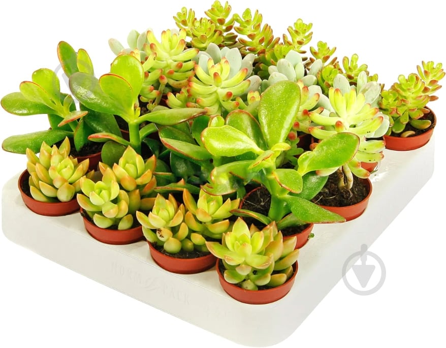 Растение Суккулент микс Show box d6 h15 - фото 1 Растение Суккулент микс Show box d6 h15 - фото 1