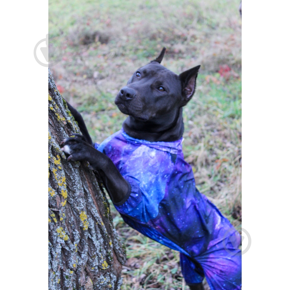 Вітрівка Waudog Clothes малюнок NASA21 XS30 - фото 11