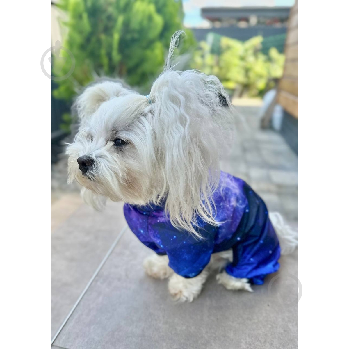 Ветровка Waudog Clothes рисунок NASA21 S32 - фото 6 Ветровка Waudog Clothes рисунок NASA21 S32 - фото 6