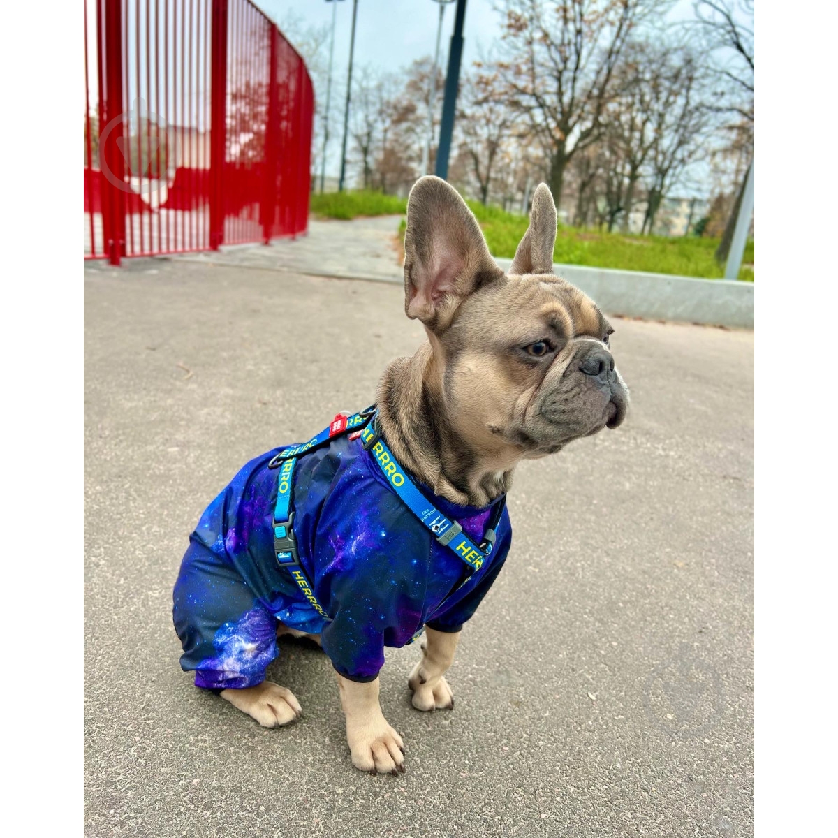 Вітрівка Waudog Clothes малюнок NASA21 L50 - фото 8 Вітрівка Waudog Clothes малюнок NASA21 L50 - фото 8