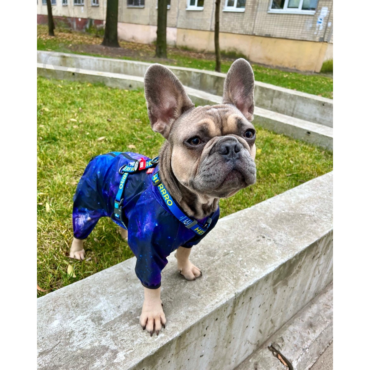 Вітрівка Waudog Clothes малюнок NASA21 M45 - фото 9 Вітрівка Waudog Clothes малюнок NASA21 M45 - фото 9