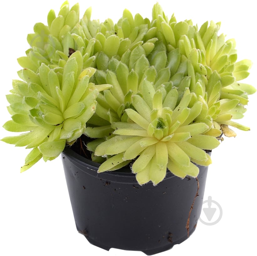 Растение Семпервивум микс d9 - фото 1 Растение Семпервивум микс d9 - фото 1