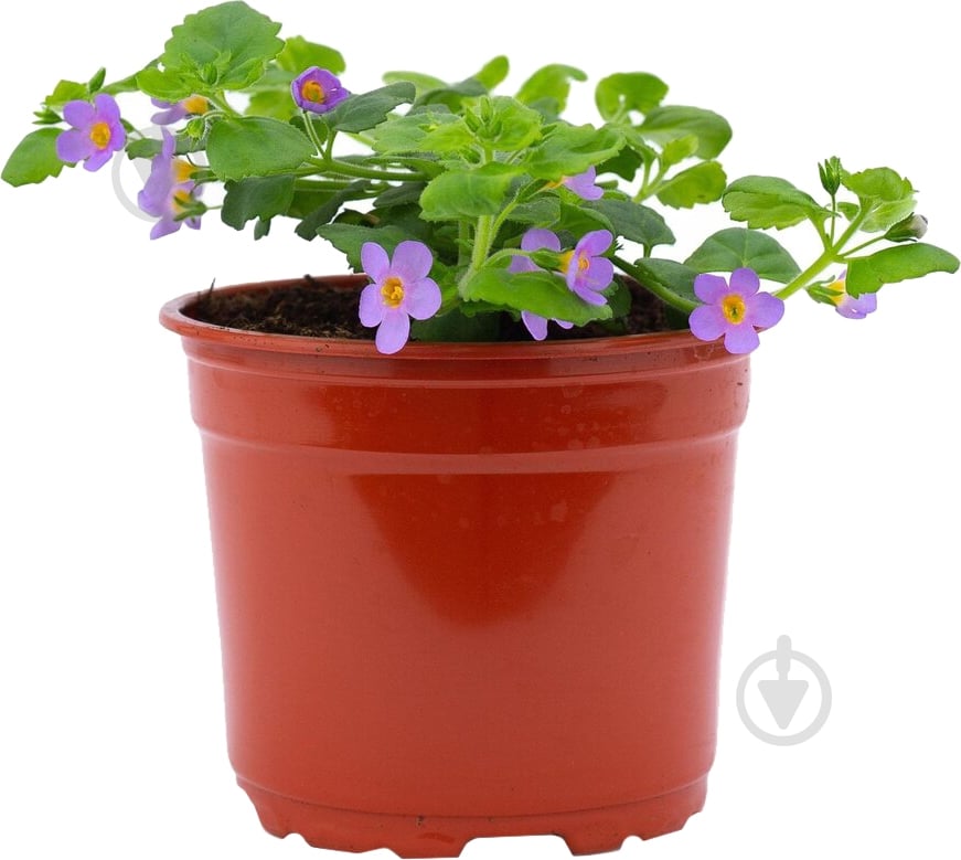 Растение Бакопа ампельная d12 - фото 1 Растение Бакопа ампельная d12 - фото 1