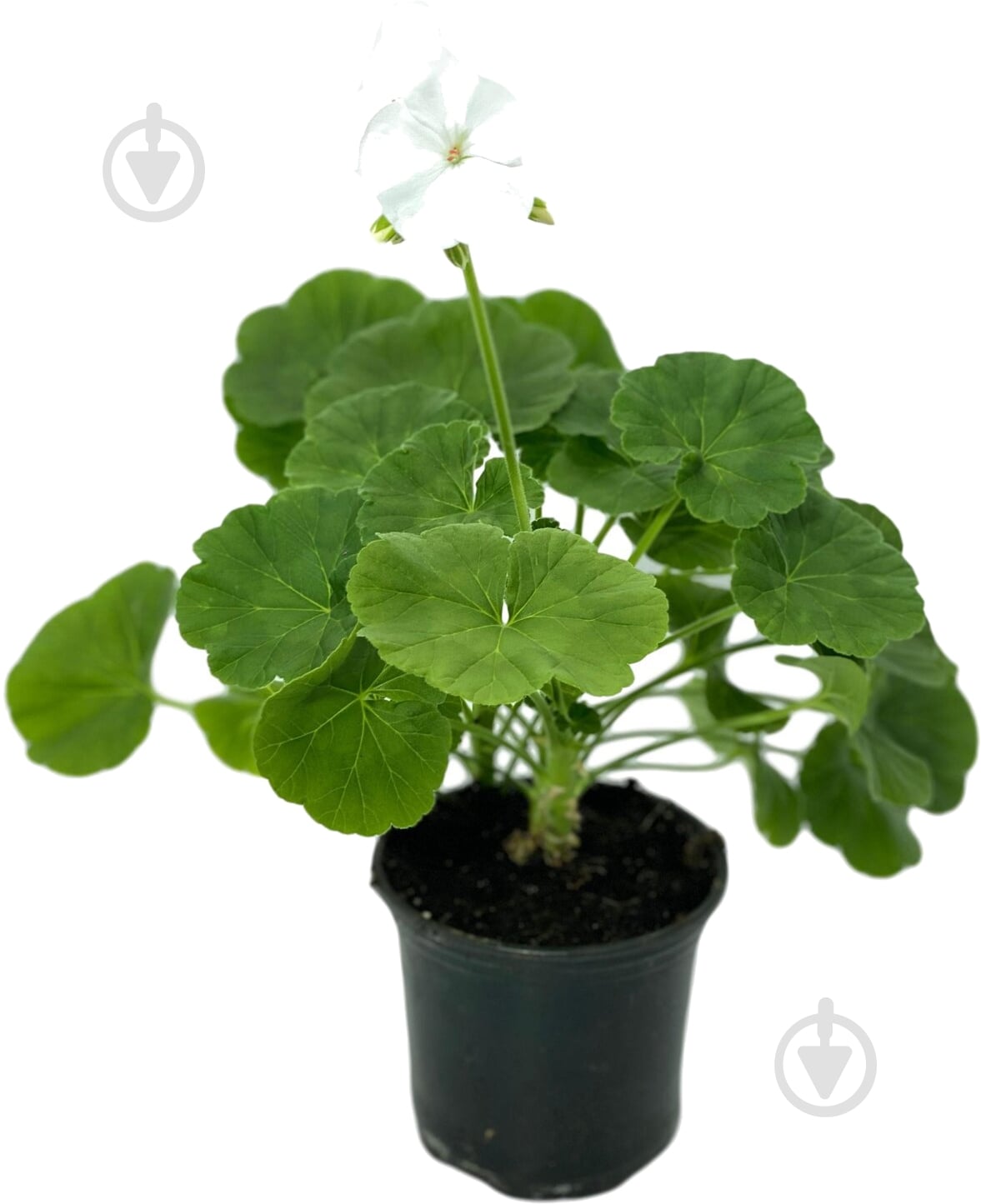 Растение Пеларгония зональная d12 - фото 4