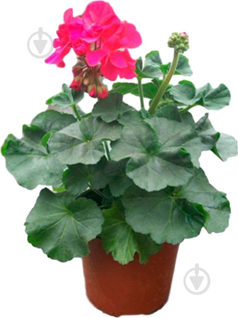 Растение Пеларгония зональная d12 - фото 3