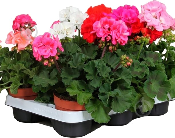 Растение Пеларгония зональная d12 - фото 1