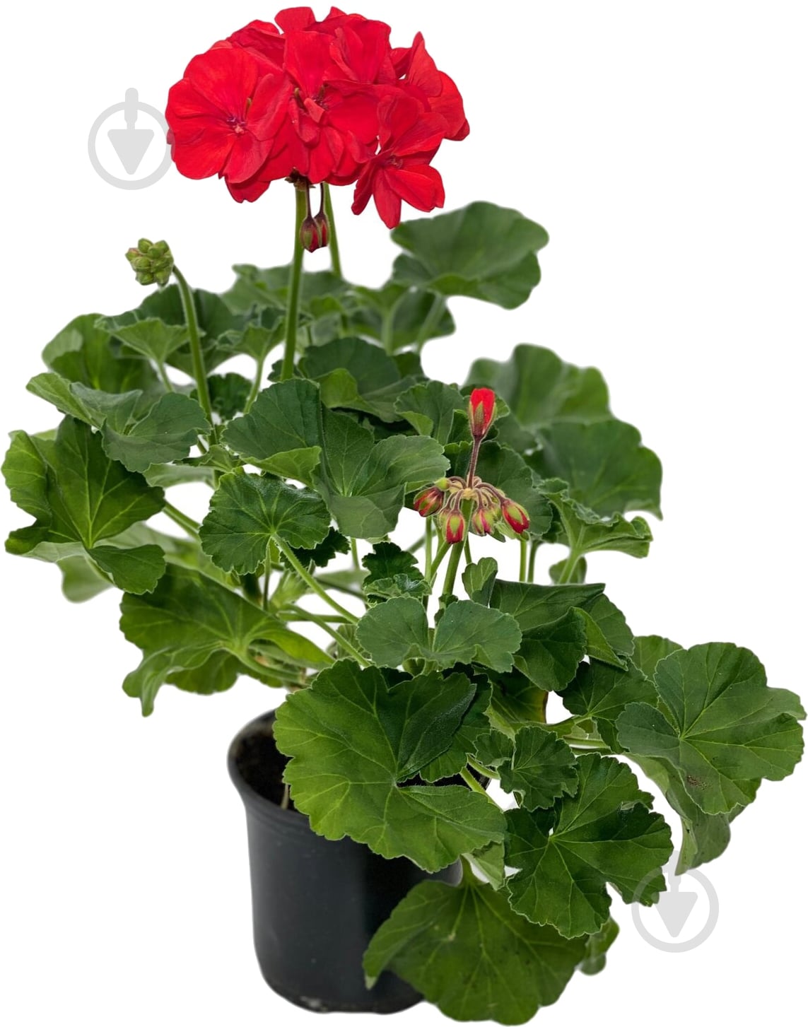 Растение Пеларгония зональная d12 - фото 2