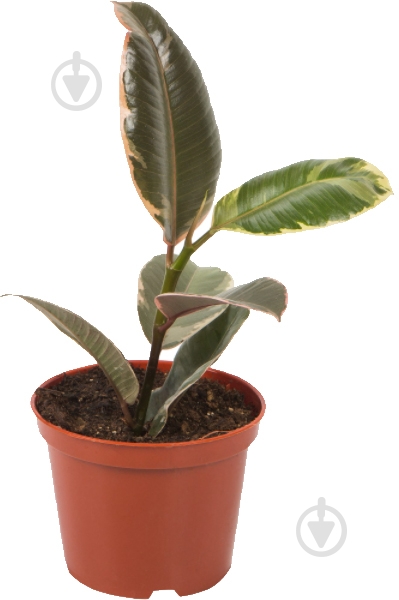 Растение Фикус d13 - фото 1