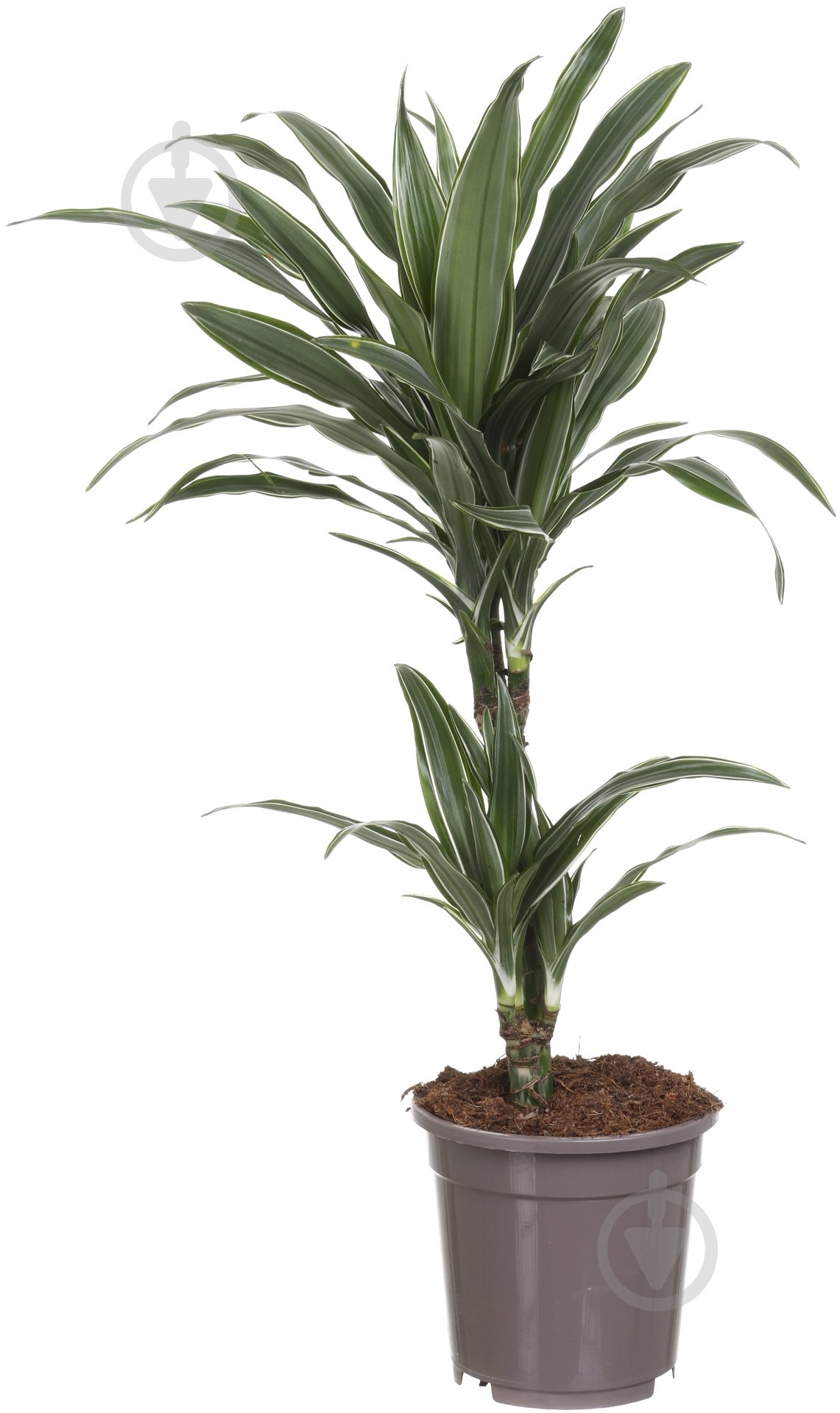 Растение Драцена Варнецки 12х35 см - фото 1