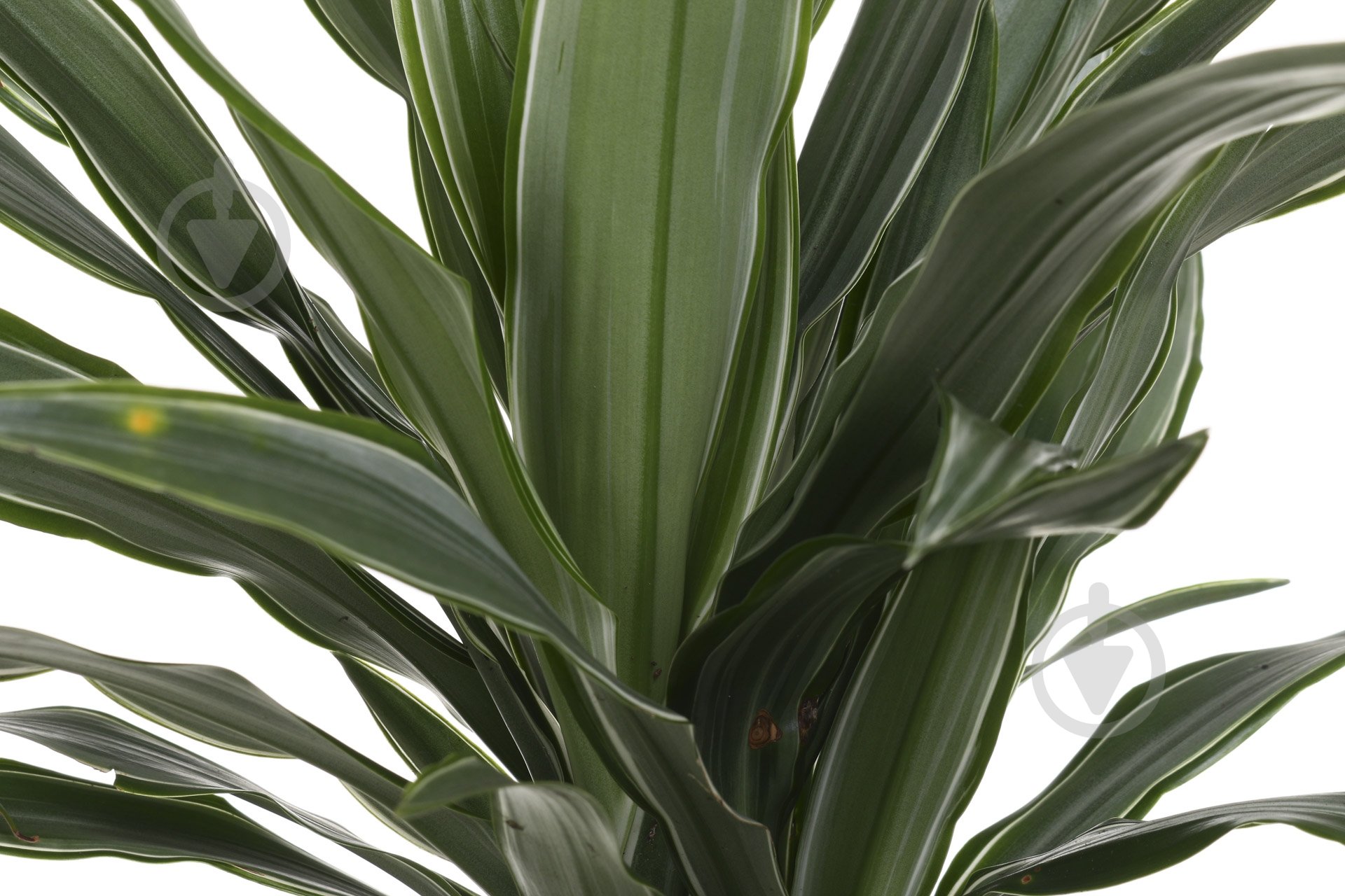 Растение Драцена Варнецки 12х35 см - фото 2