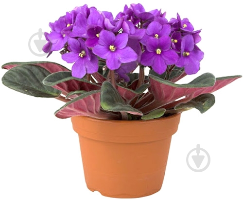 Растение комнатное Сенполия d12 h20 - фото 3 Растение комнатное Сенполия d12 h20 - фото 3