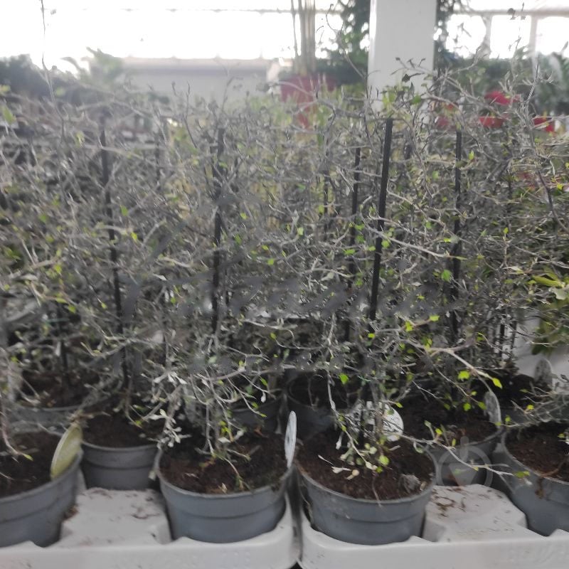 Растение Корокия 12х37 Cotoneaster - фото 1