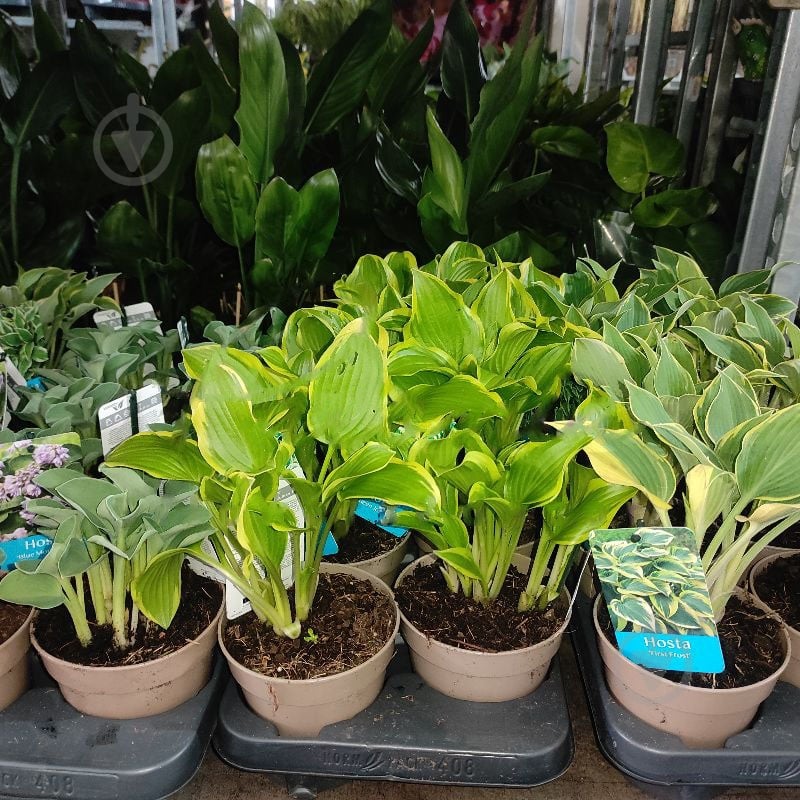Рослина Хоста 13х25 мікс - фото 1