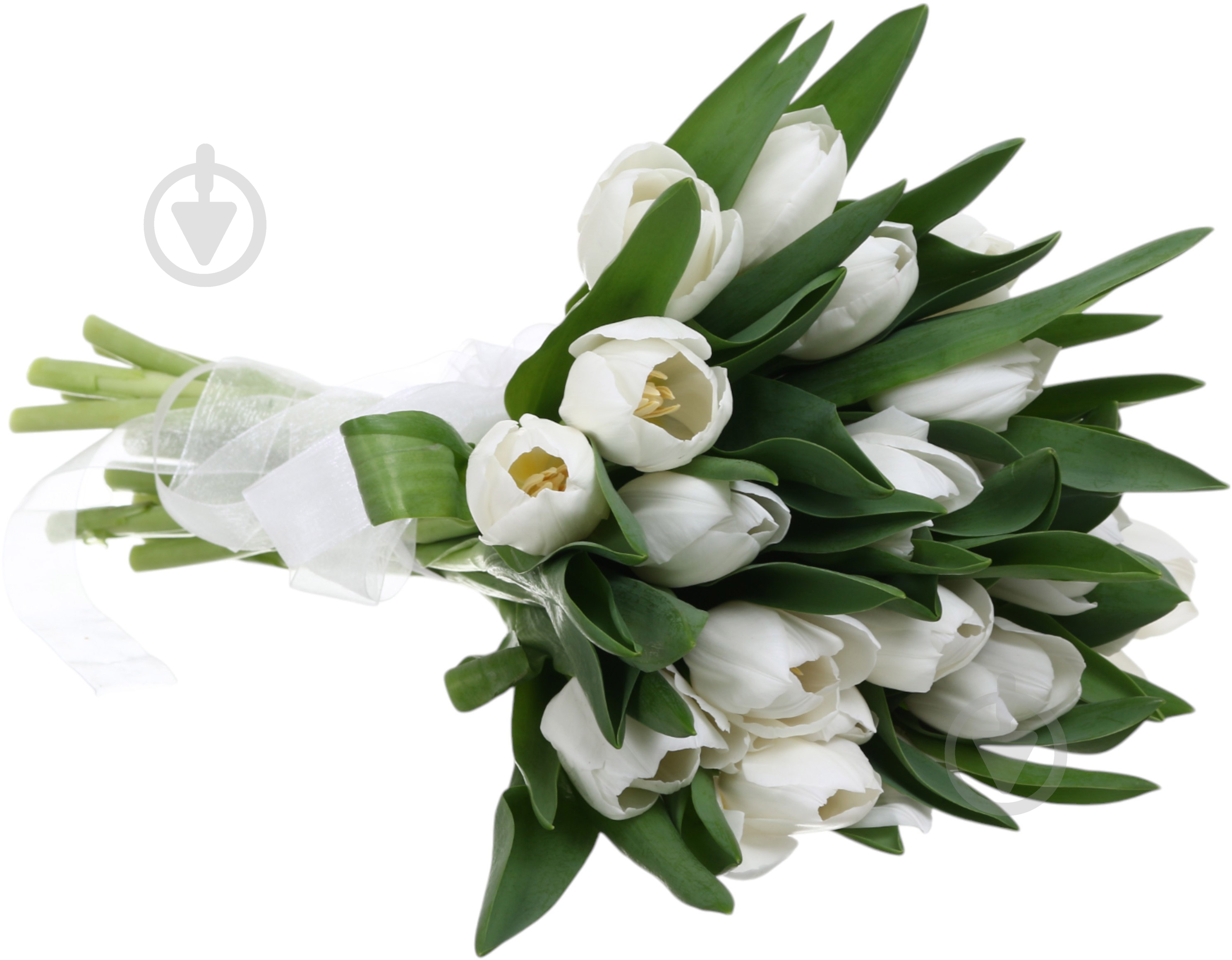 Тюльпан White Marvel одноголова класична білий (Нідерланди) - фото 2 Тюльпан White Marvel одноголова класична білий (Нідерланди) - фото 2