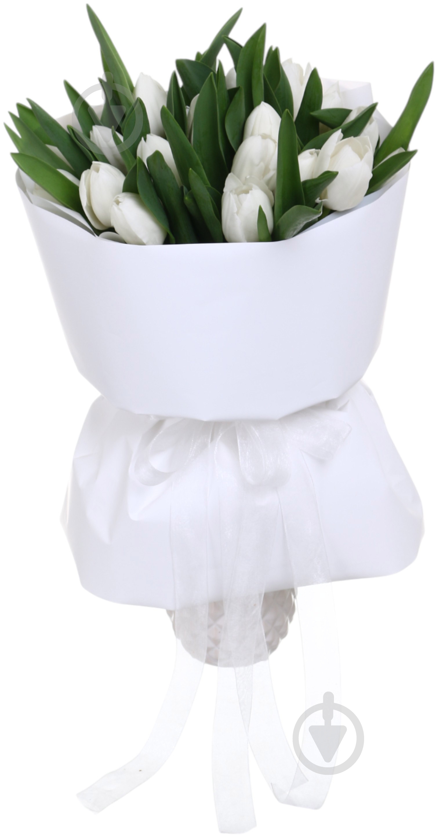 Тюльпан White Marvel одноголова класична білий (Нідерланди) - фото 4 Тюльпан White Marvel одноголова класична білий (Нідерланди) - фото 4