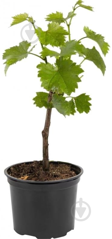 Саженец Виноград Стандарт - фото 1 Саженец Виноград Стандарт - фото 1