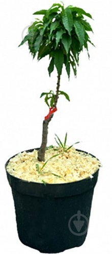 Саженец Персик, Абрикос, Нектарин в ассортименте 1 шт - фото 3 Саженец Персик, Абрикос, Нектарин в ассортименте 1 шт - фото 3