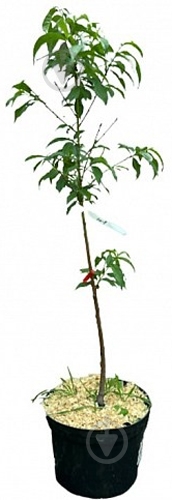 Саженец Персик, Абрикос, Нектарин в ассортименте 1 шт - фото 2 Саженец Персик, Абрикос, Нектарин в ассортименте 1 шт - фото 2