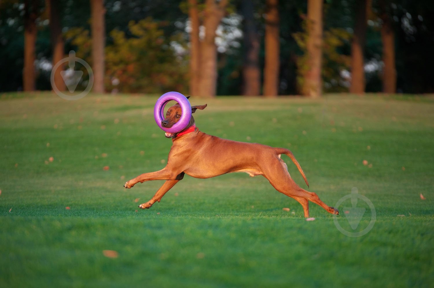 Снаряд тренировочный Puller Мaxi для собак 30 см - фото 7