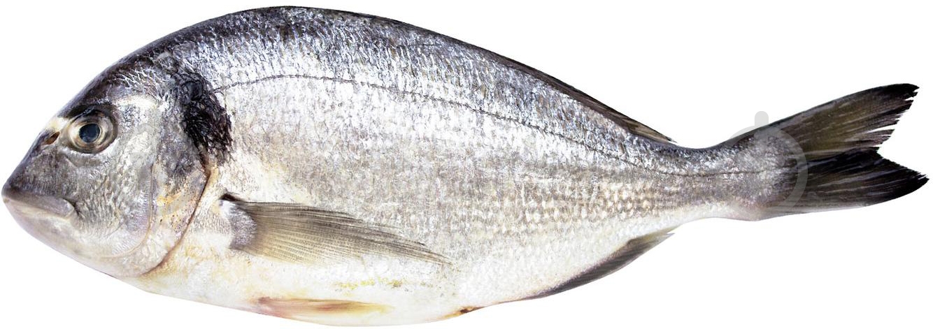 Дорадо 400-600 охлаждённая - фото 1