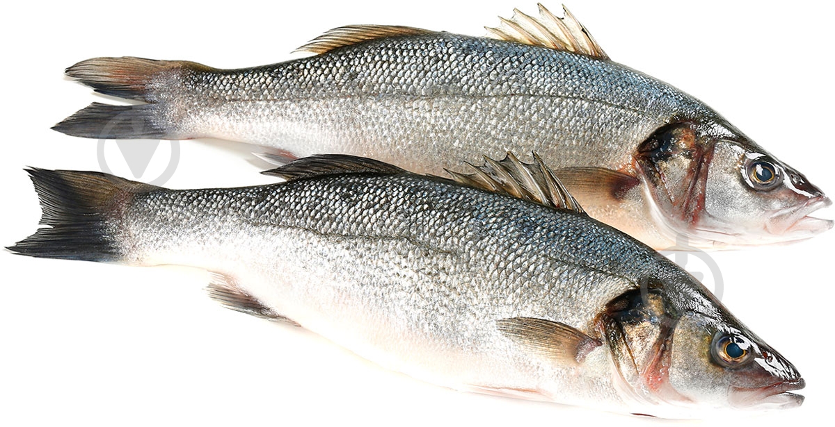 Сибас 400-600 охлажденный - фото 1 Сибас 400-600 охлажденный - фото 1