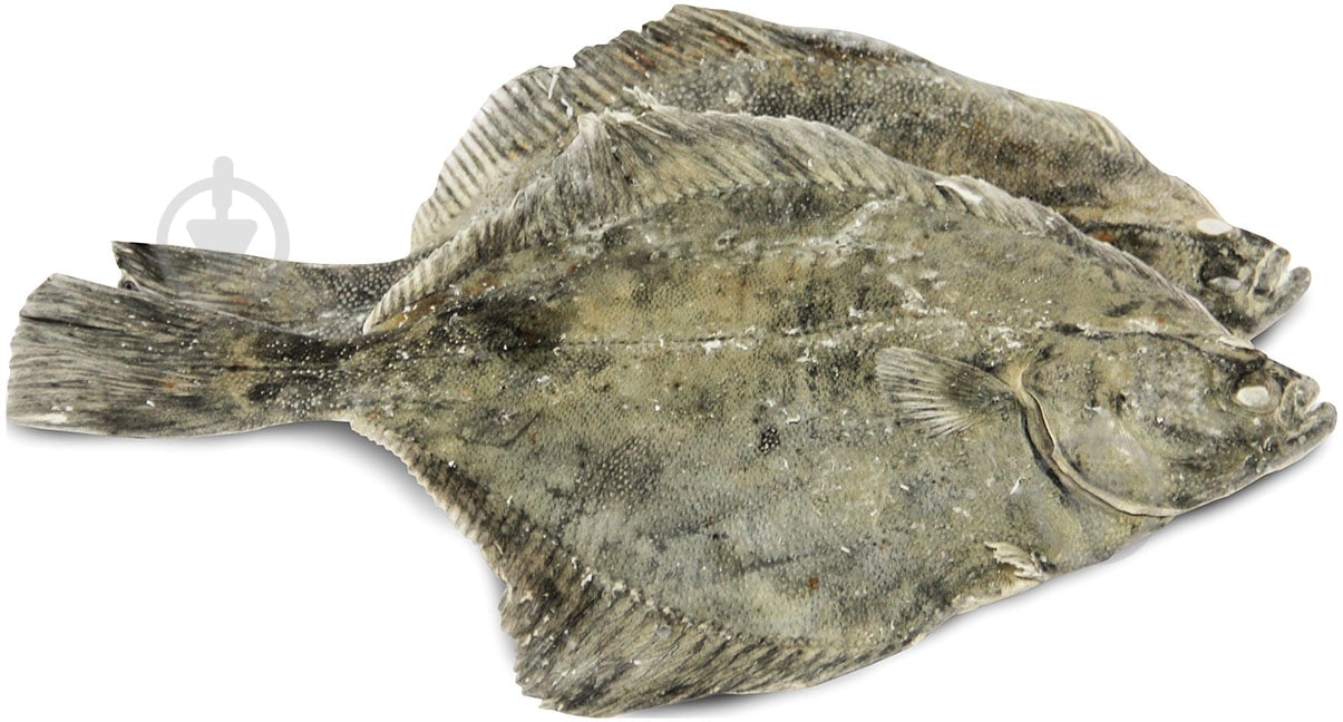 Камбала свежемороженая - фото 1