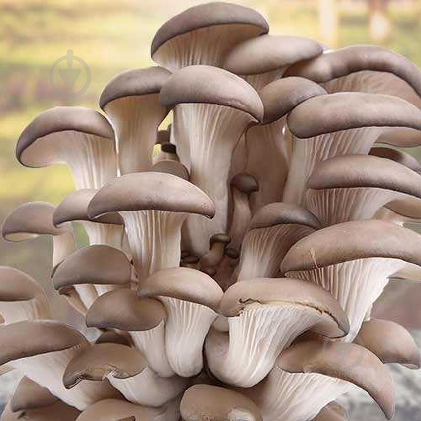 Грибы вешенки весовые - фото 2