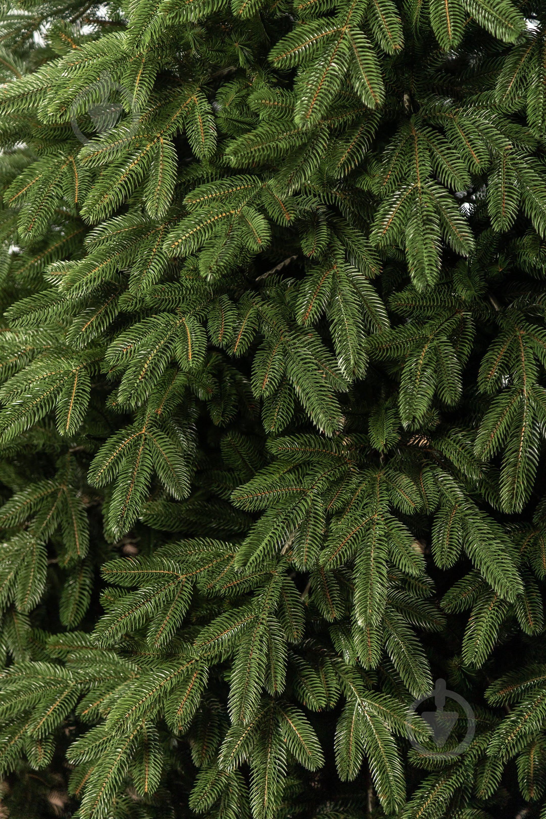 Штучна ялинка лита Лапландська 1,80 м зелена - фото 14 Штучна ялинка лита Лапландська 1,80 м зелена - фото 14