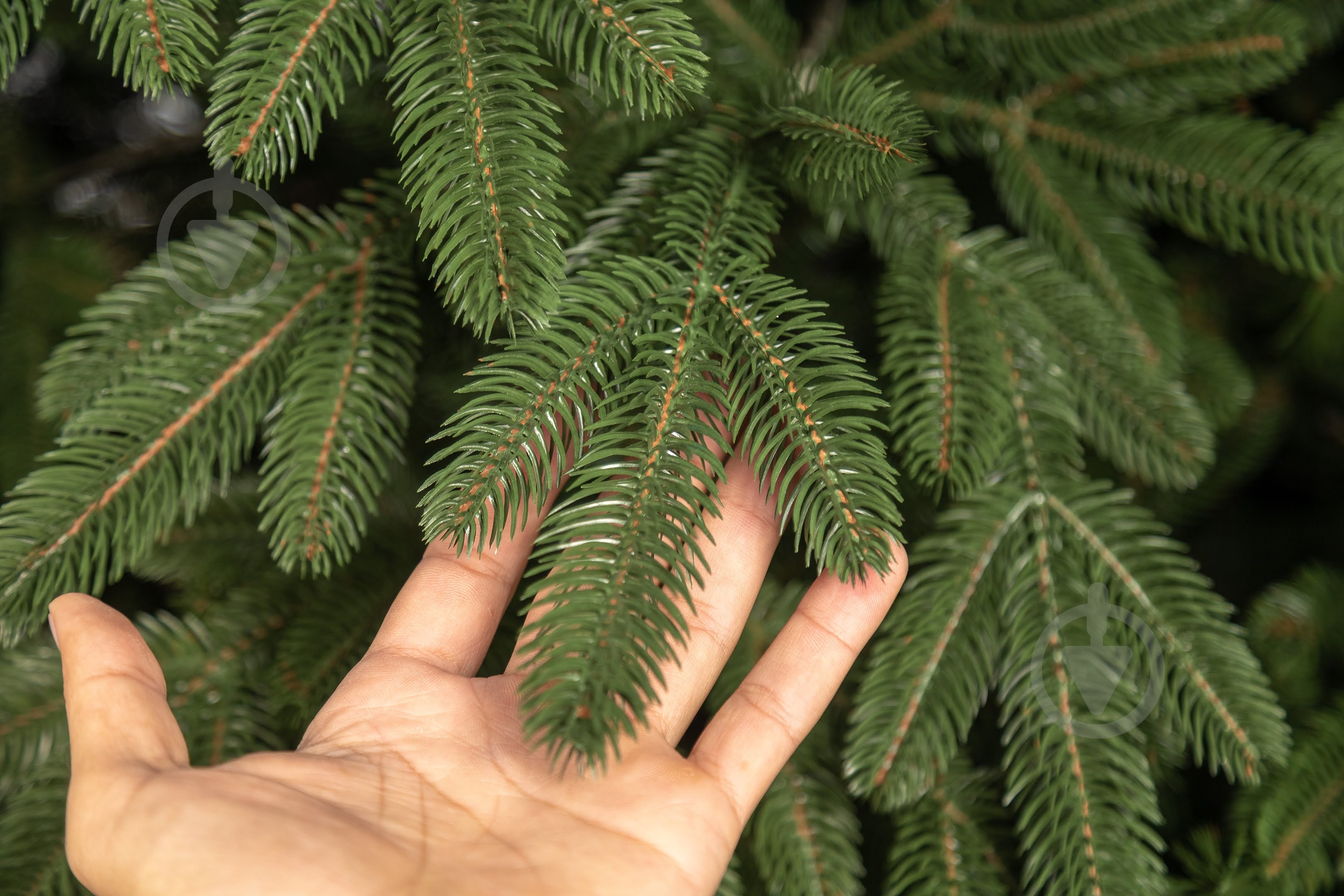 Штучна ялинка лита Лапландська 1,80 м зелена - фото 10 Штучна ялинка лита Лапландська 1,80 м зелена - фото 10