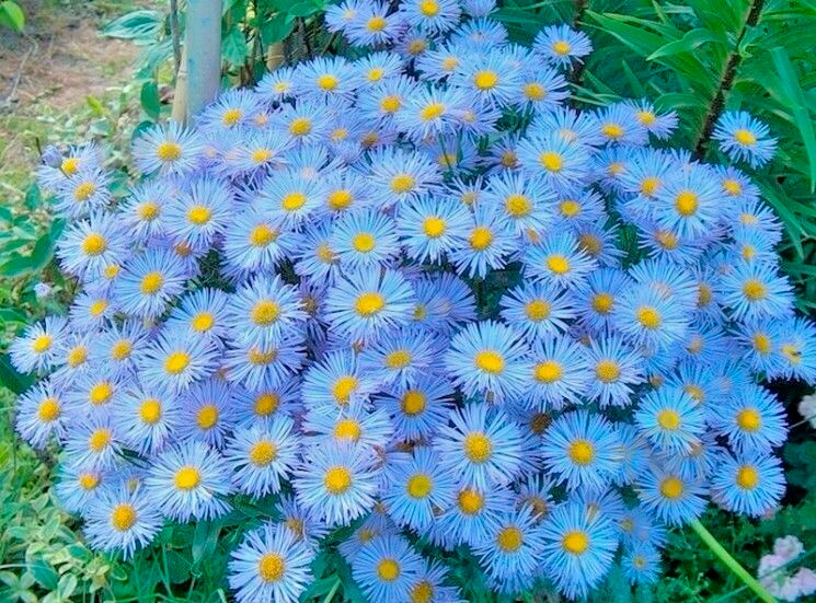 Семена Насіння України Еригерон голубой - фото 3