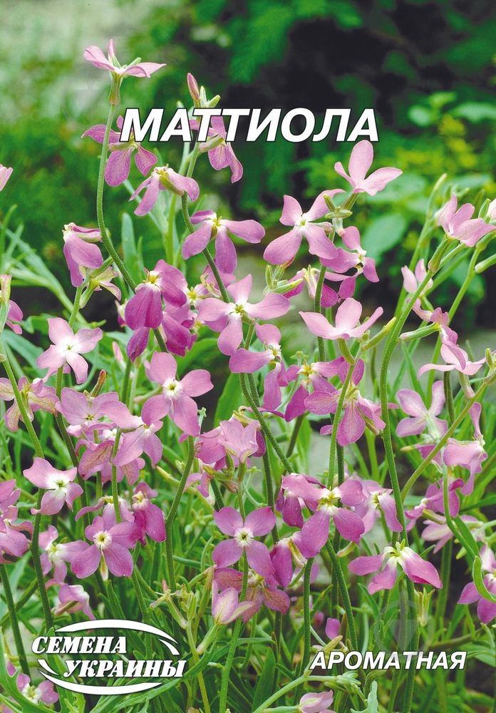 Насіння Насіння України матіола Матіола 5 г - фото 1 Насіння Насіння України матіола Матіола 5 г - фото 1