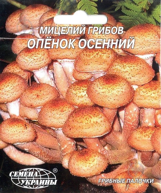 Мицелий Семена Украины Опенок осенний 10 шт. - фото 1 Мицелий Семена Украины Опенок осенний 10 шт. - фото 1