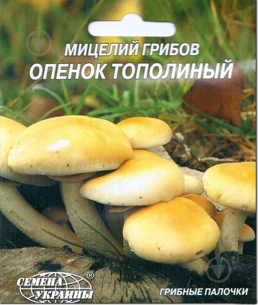 Мицелий Семена Украины Опенок тополиний 10 шт. - фото 1 Мицелий Семена Украины Опенок тополиний 10 шт. - фото 1