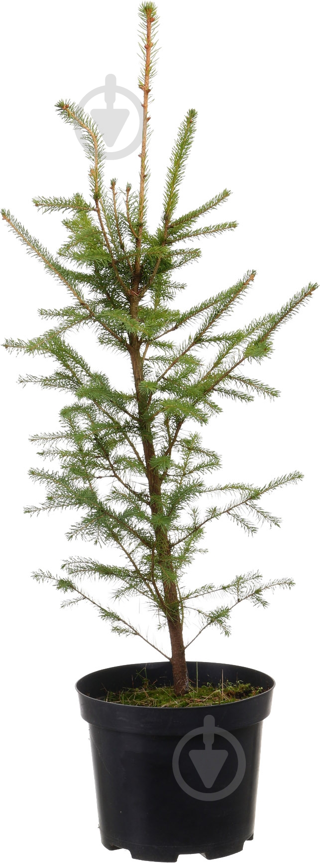 Растение ель обыкновенная Picea abies С3 С5 - фото 1 Растение ель обыкновенная Picea abies С3 С5 - фото 1