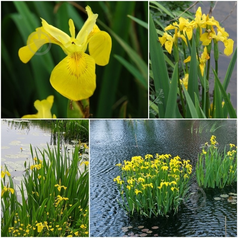 Растение Ирис водное растение d19/h10 - фото 2 Растение Ирис водное растение d19/h10 - фото 2